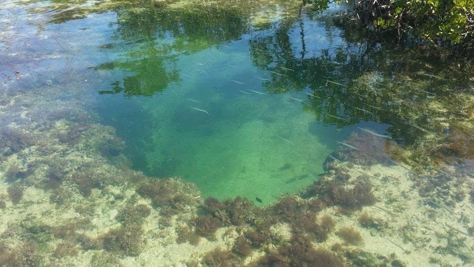 An inland blue hole surrounded by Andros pine forest