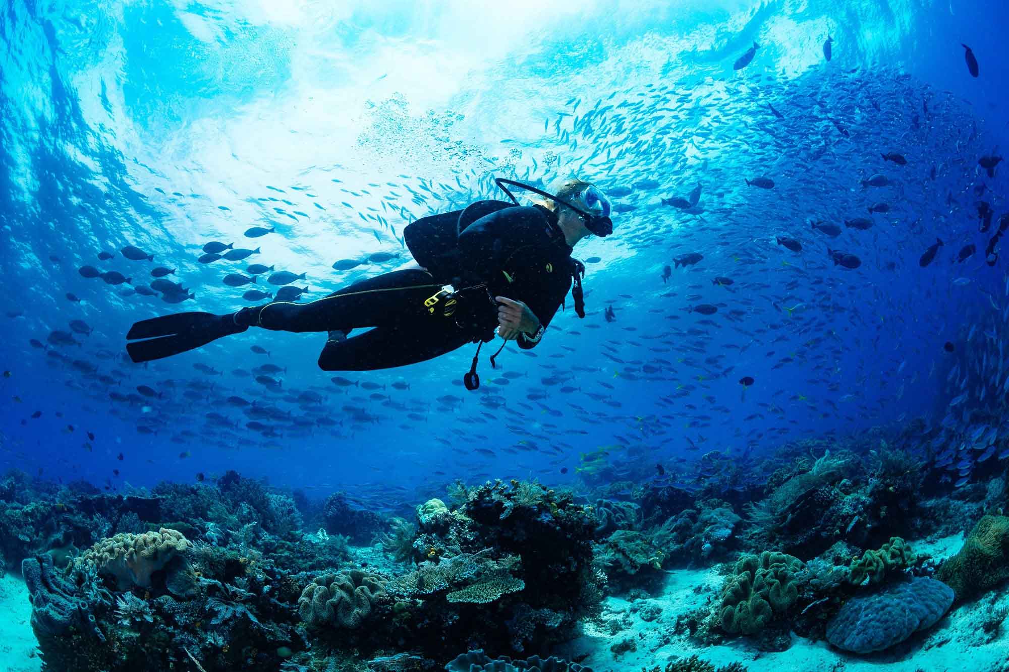 Scuba diver above coral and reef fish on the Andros barrier reef
